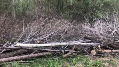 Clearing brush on the mountain