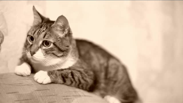 Yawning cat over the sofa