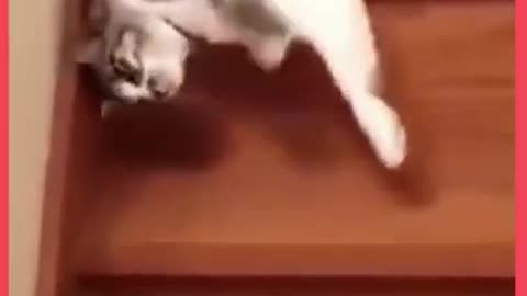 funny animal phần 11