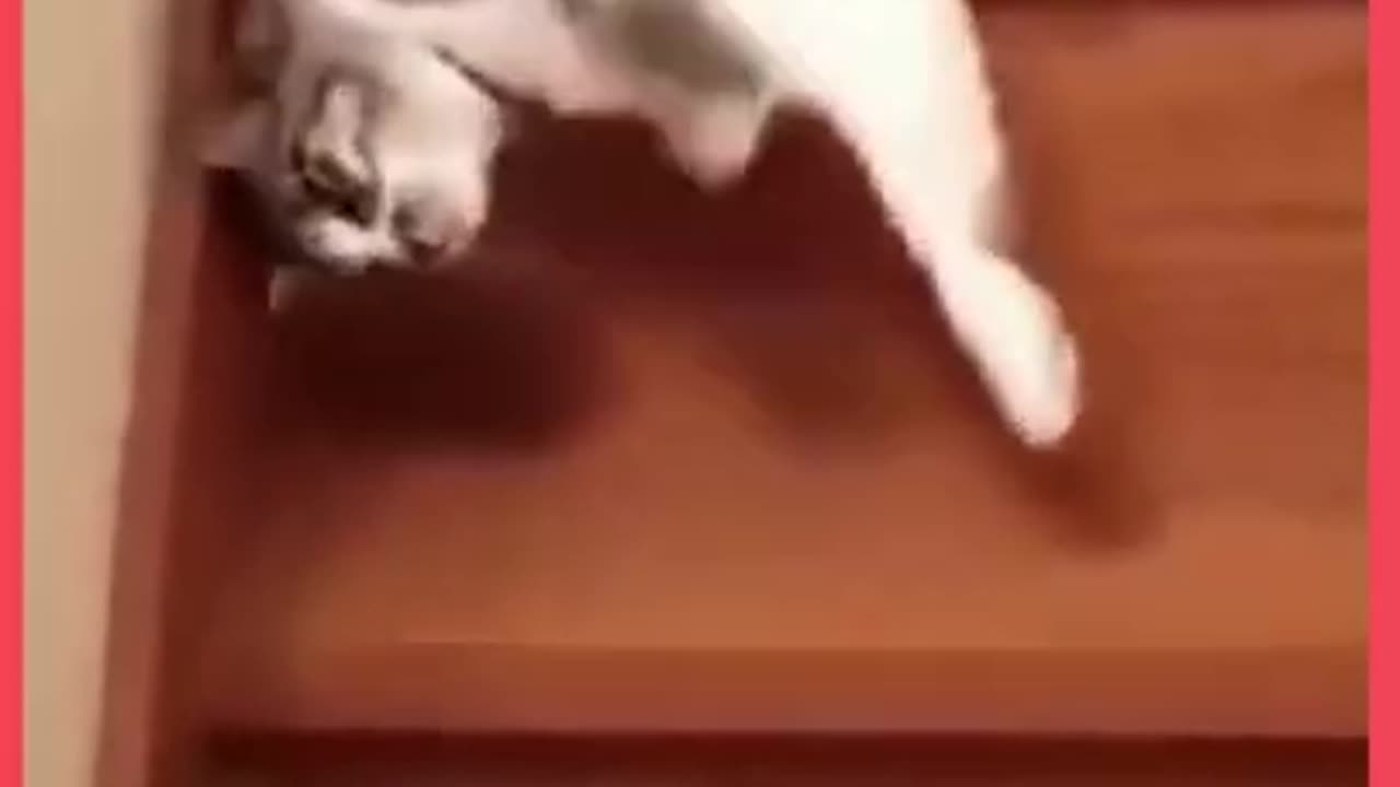 funny animal phần 11