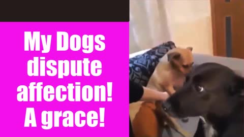 🐕 My Dogs dispute affection! a grace! 🐕