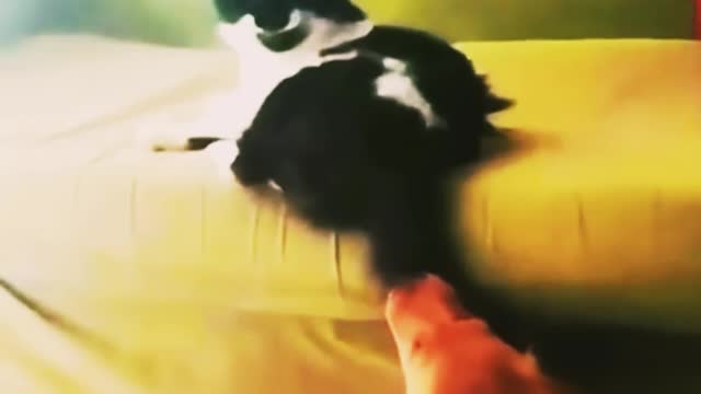 Funny cat and Funny dog fighting each other....