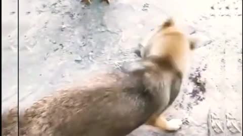 Chickens Vs Dogs