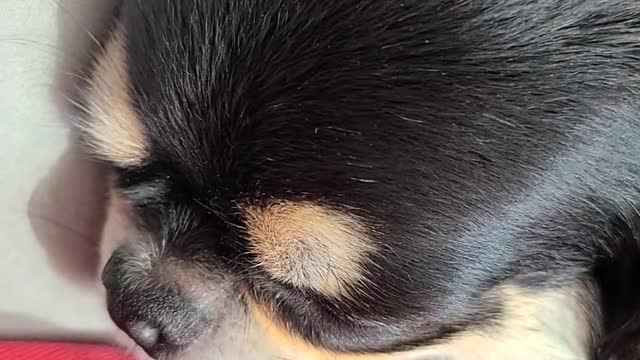 A dog snoring on the couch.