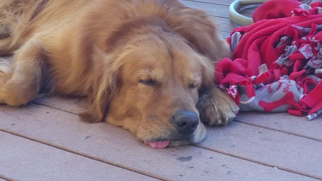 Golden retriever exhausted after long day at lake