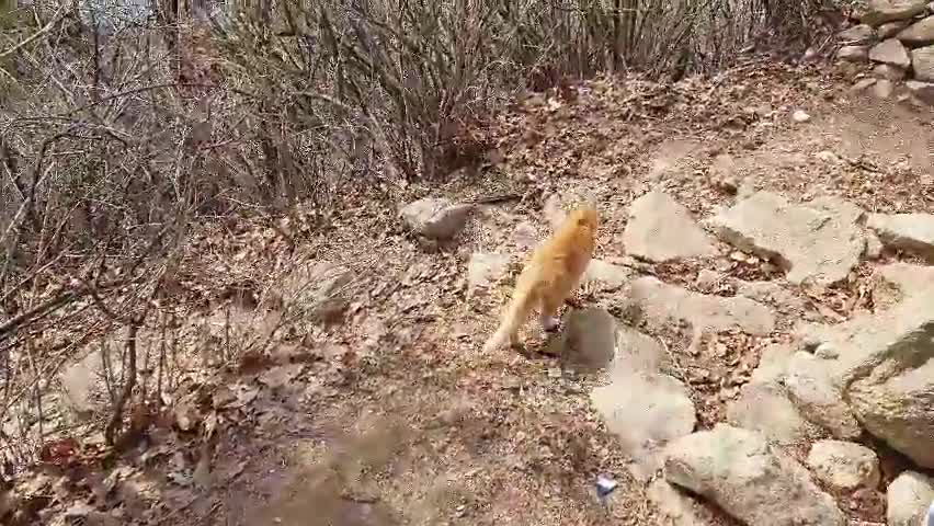 Poor mountain cat with one eye missing