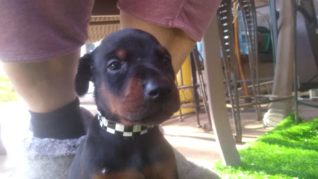 MAX the Euro Doberman (Maximus Caninus) at 4 weeks old