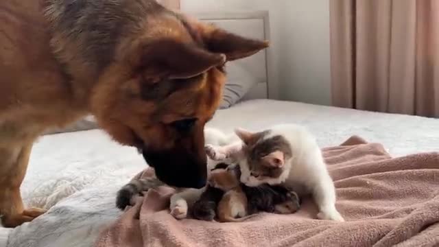 German Shepherd Meets Mom Cat with Newborn Kittens for the First Time