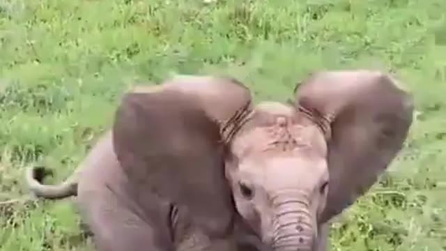 Elephant 🐘 baby playing with family