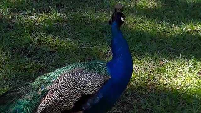 A male peacock steals the show for me, even over incredible history.