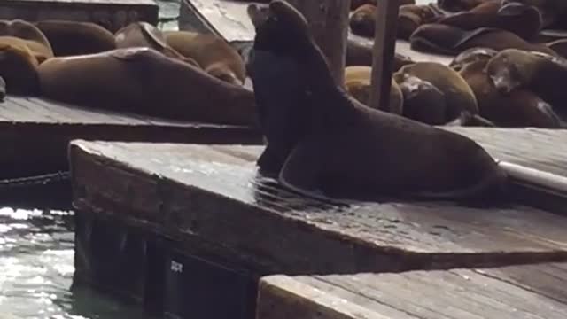 One seal forces another off dock pier 39