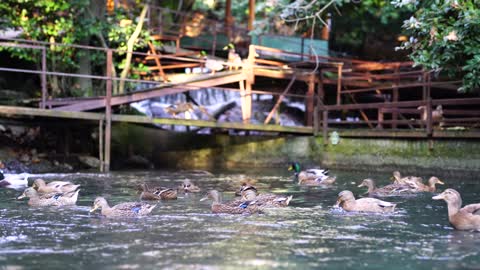 duck in the beautiful river