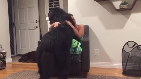 Massive Newfoundland black dog!!