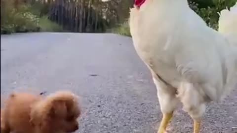 Chicken Play Football Then Play with Puppy