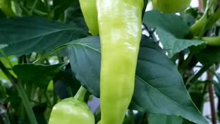 6 types of PEPPERS 🌶 under 15 seconds