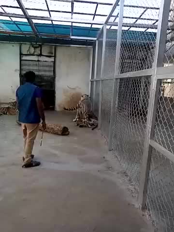 Bengal Tiger & White Tiger