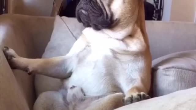 Hilarious Dog Falls Asleep Sat Up