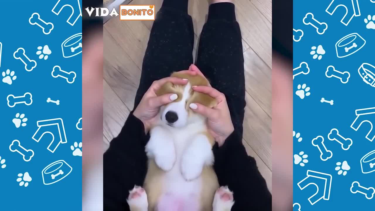 Funny Animals 2021 - Cute Dogs and Cats Doing Funny Things - Try not to laugh