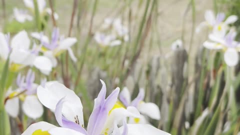 Iris in the Soft Breeze