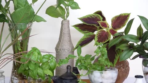 14 Amazing Indoor Plants that grow in Water