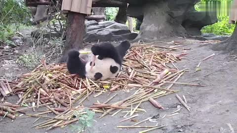 Panda, why do you want to leave if you can roll