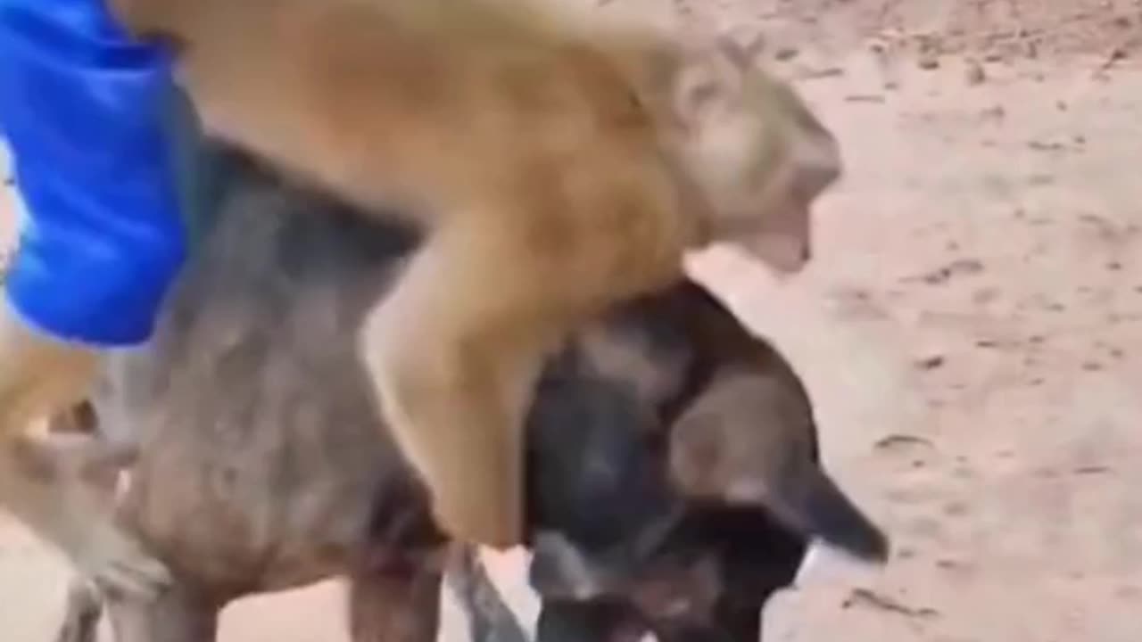 Watch!! Monkey VS Dog wrestling |🤣😂#shorts #funny