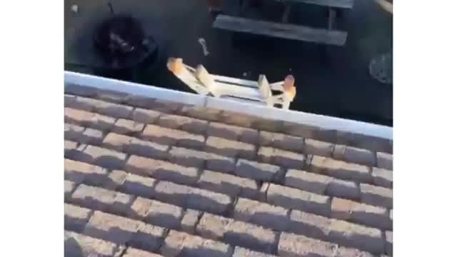 Dog Climbs Ladder To Join Owner At The Roof Of The House