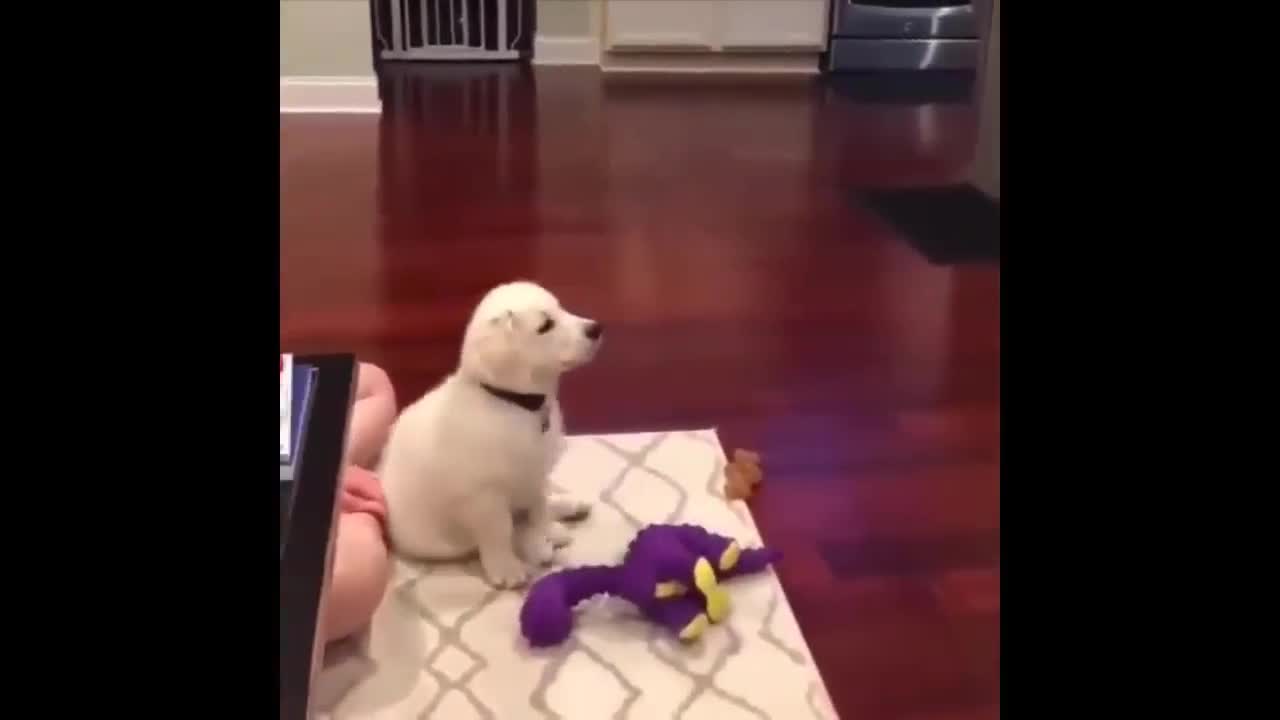 puppy would rather watch cartoon than play with his toy