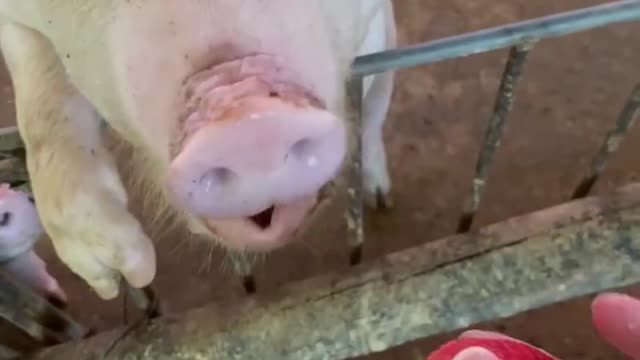 My mother always worried about her pig's poor appetite, but I don't think so