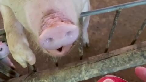 My mother always worried about her pig's poor appetite, but I don't think so