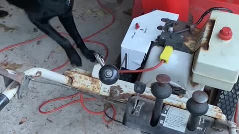 Dog vs snowblower