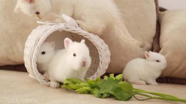 Cute Rabbit and Cat are friends