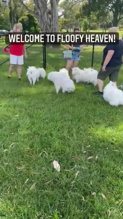 Cute Puppies video _ Cute dog shorts_ #shorts #dogs #puppy