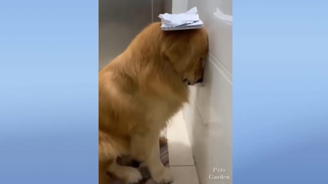 Pets funny Moments | Still You don't afford a Pet | pet animals compilation | Dogs and Cats