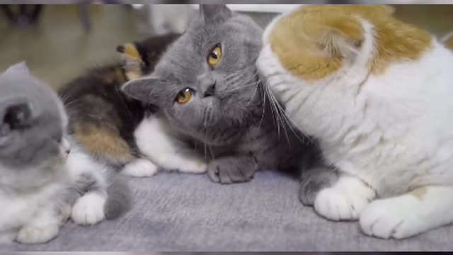The little cat's round face is embedded with a pair of big and round eyes