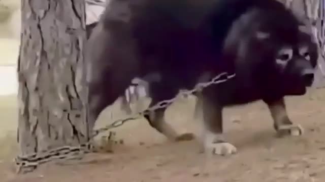 The chain must be strongš±