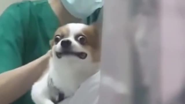 Look at this dogs hilarious reaction 🤣🤣