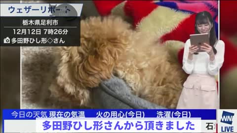 猫リポートなのに犬ばっかり送られてきて爆笑 【大島璃音】_3