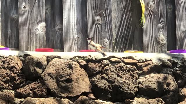 More Red Whiskered Bulbul’s eating Mangoes