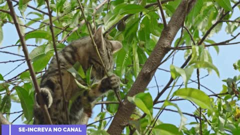 Gatos e musica - combinação perfeita