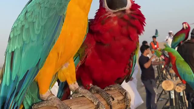 Crazy parrot viral cute parrot