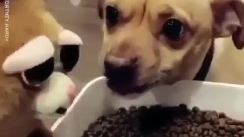 Funny video what happens when dog is disturbed while eating