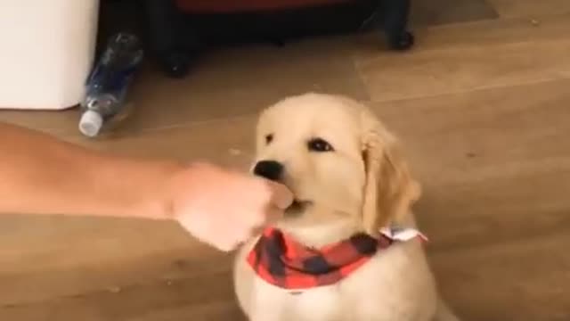 AWW Animals SOO Cute! Videos Compilation cutest and funniest moment of the animals #35