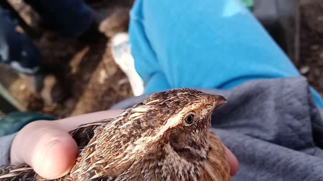 Carl the Cotournix Quail