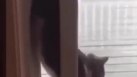 Funny cat #2 | Cute Animals | Funny Pets #shorts