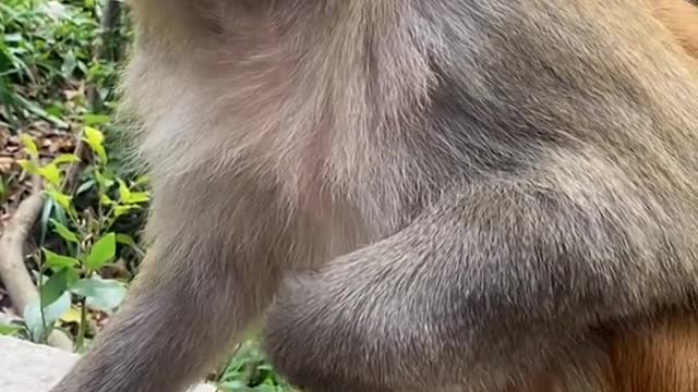 Funny monkey😁
