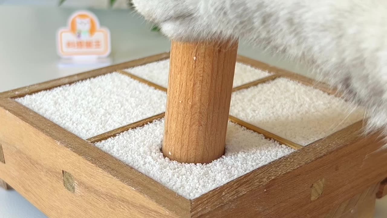 A Compilation of Cute Cats in Action!"