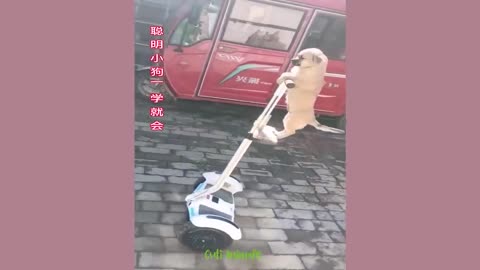 Best cat's funny video