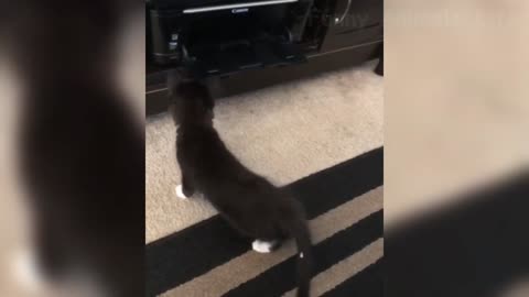 FUNNY ANIMALS
