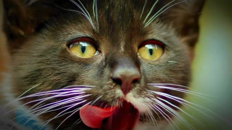 Cuit cat relex